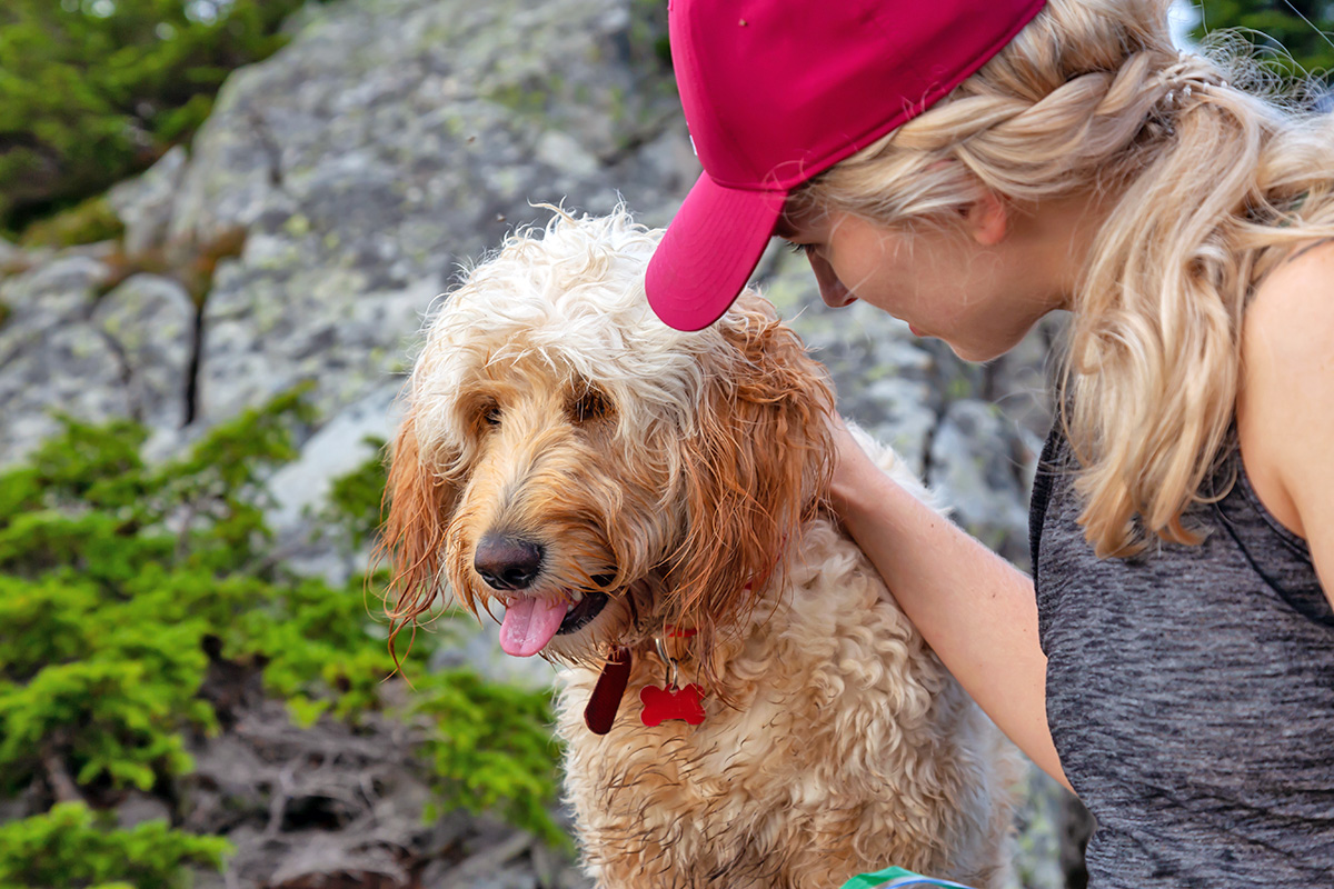 Person petting a Doodle