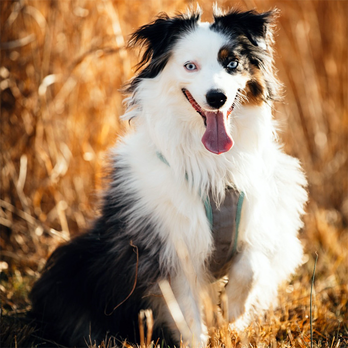 An Australian Shepherd named Reni