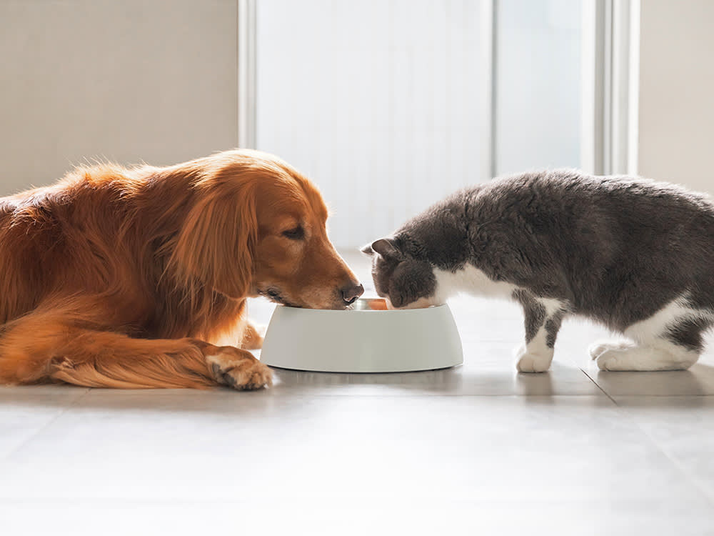 A Pet's Guide To Weight Loss