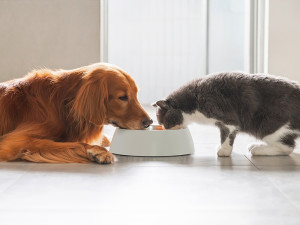 A dog and a cat eating from the same food dish. 