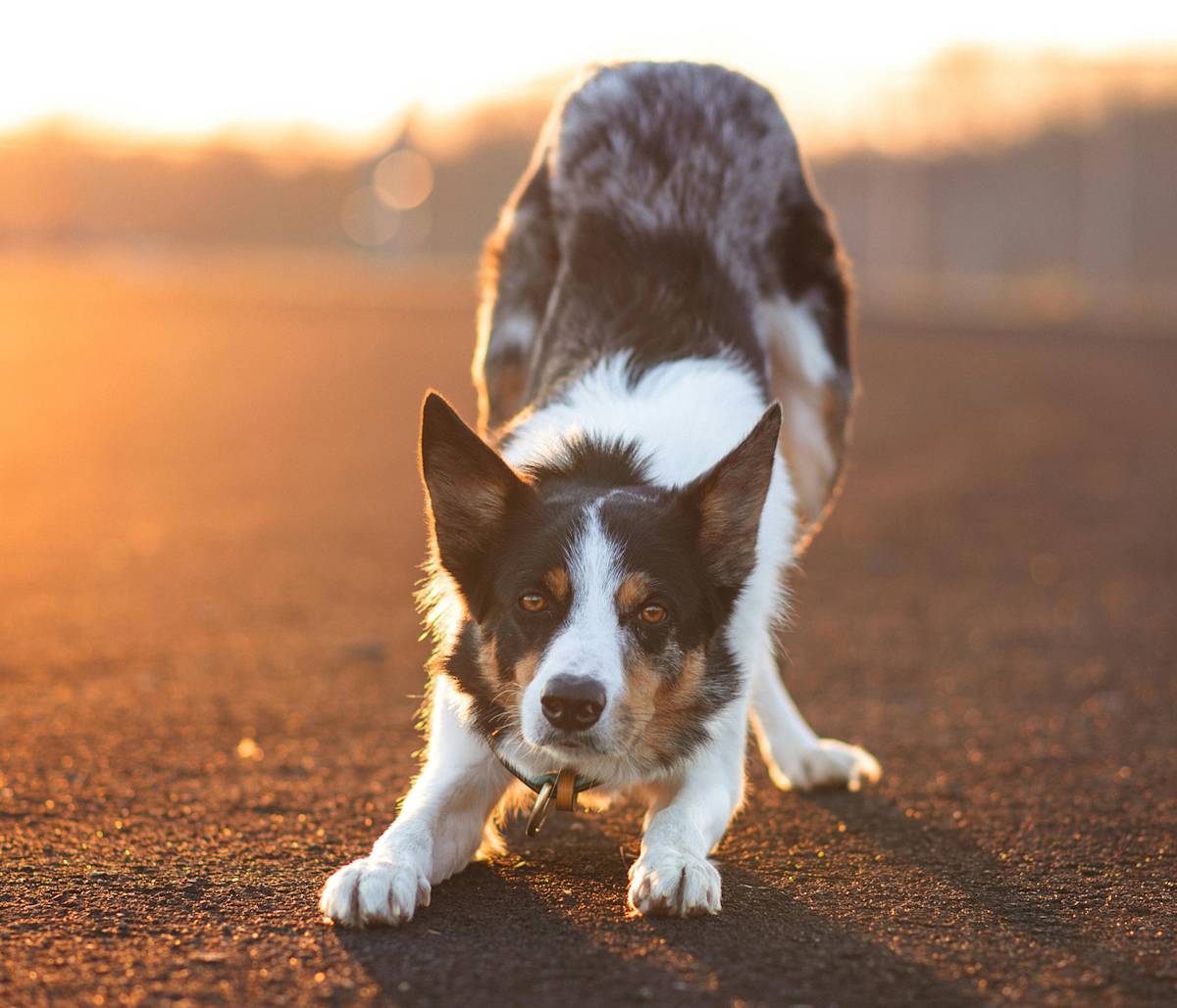 Border collie dog stretching doing downward dog in front of a sunset