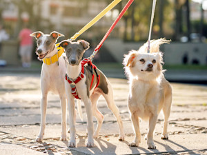 Three dogs on a walk with a leash outside together.