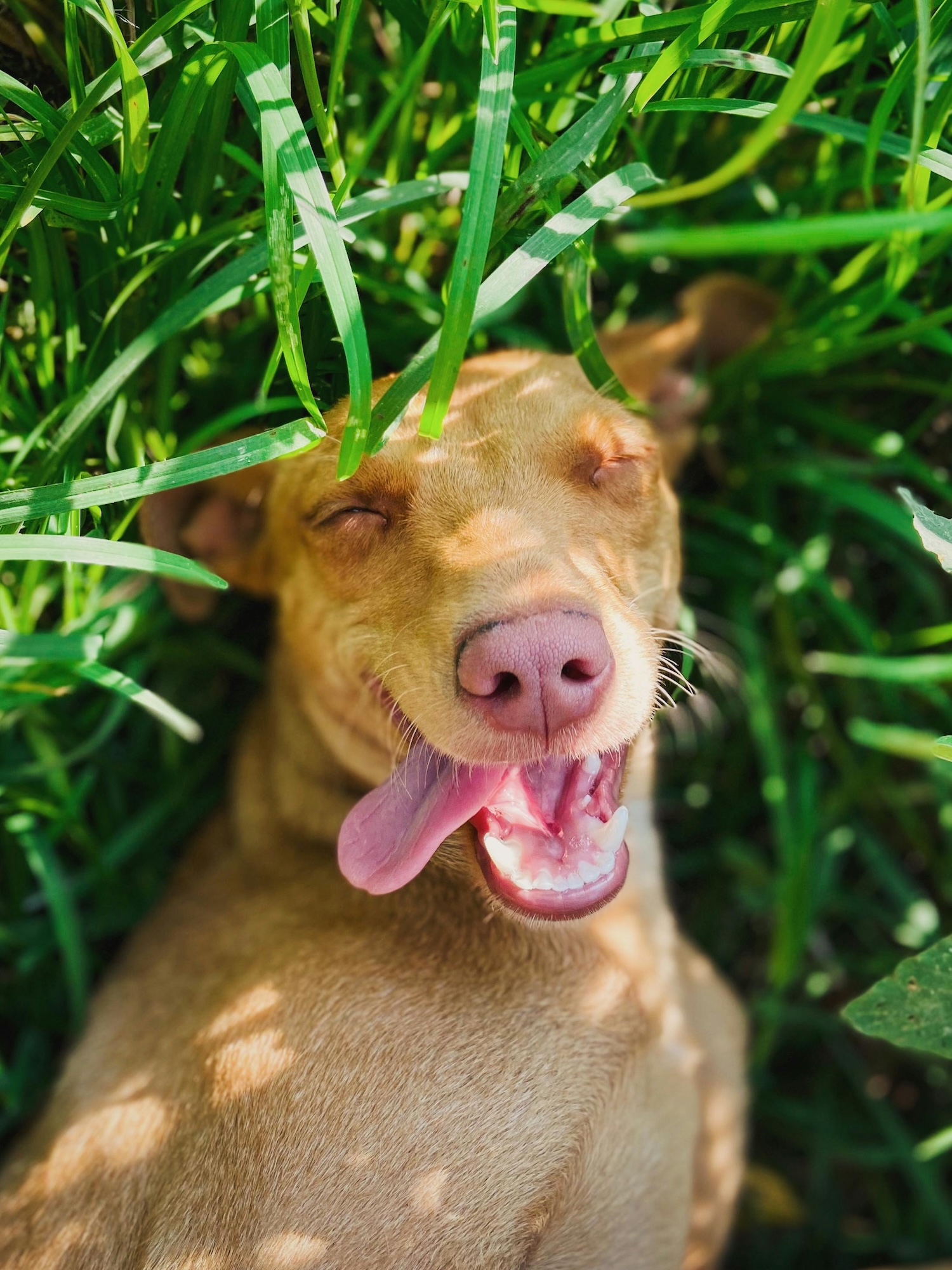 brown derpy dog lying in the grass