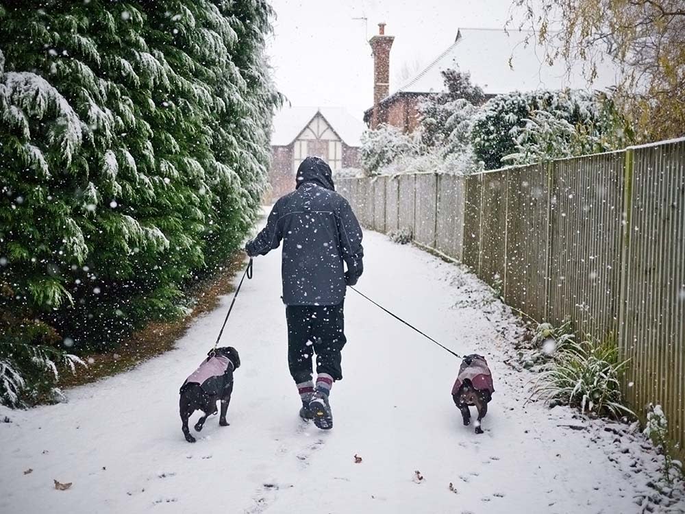Person walking two small dogs in coats in the snow