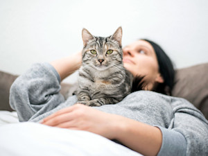Gray cat sitting on woman's stomach at home.