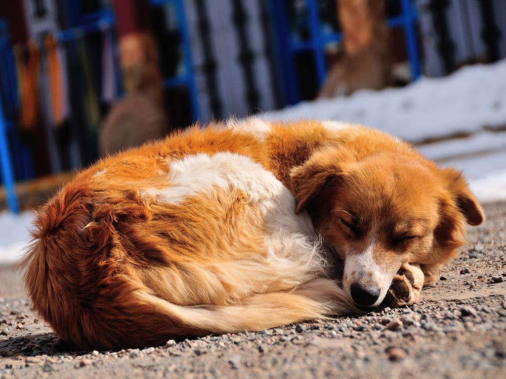 Stray dog sleeping on the street