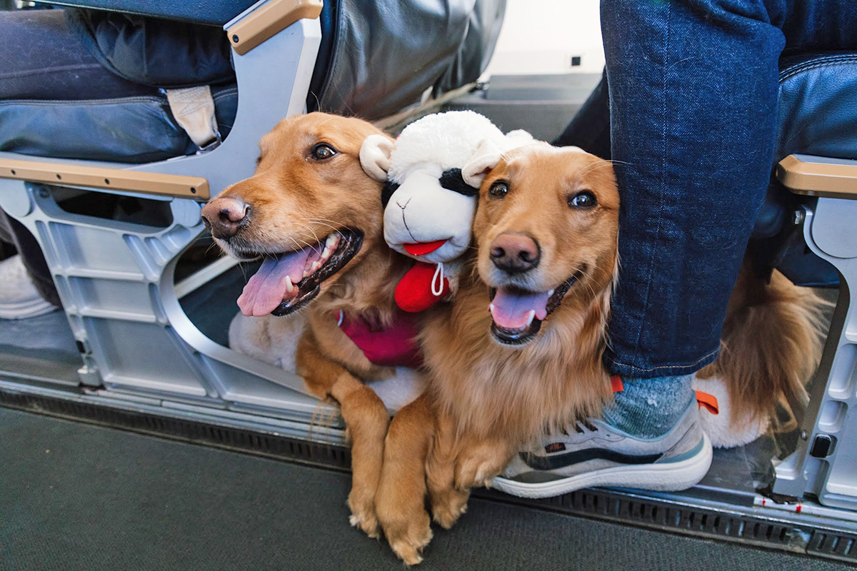 Two dogs on a plane with a Lamb Chop toy
