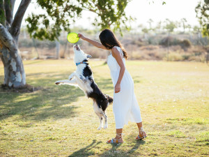 a dog leaping for a yellow frisbee 