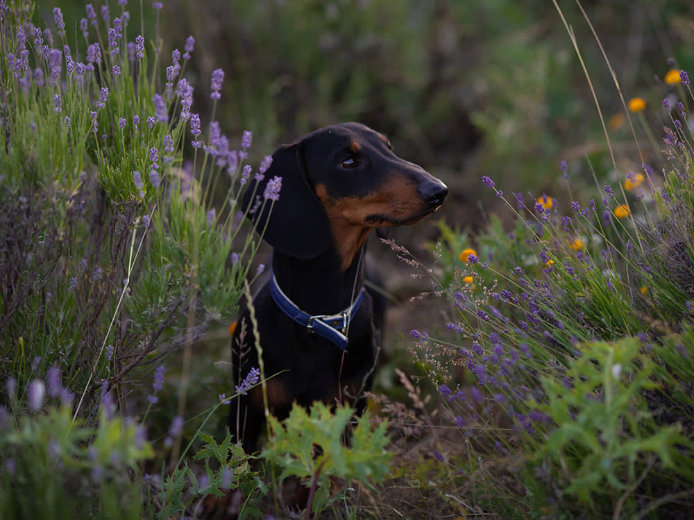 A dog standing in a lavender field. 