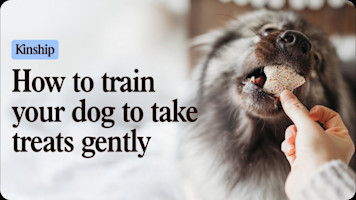 Stop Treat Snapping Fast! Teach ‘Gentle’ the Right Way