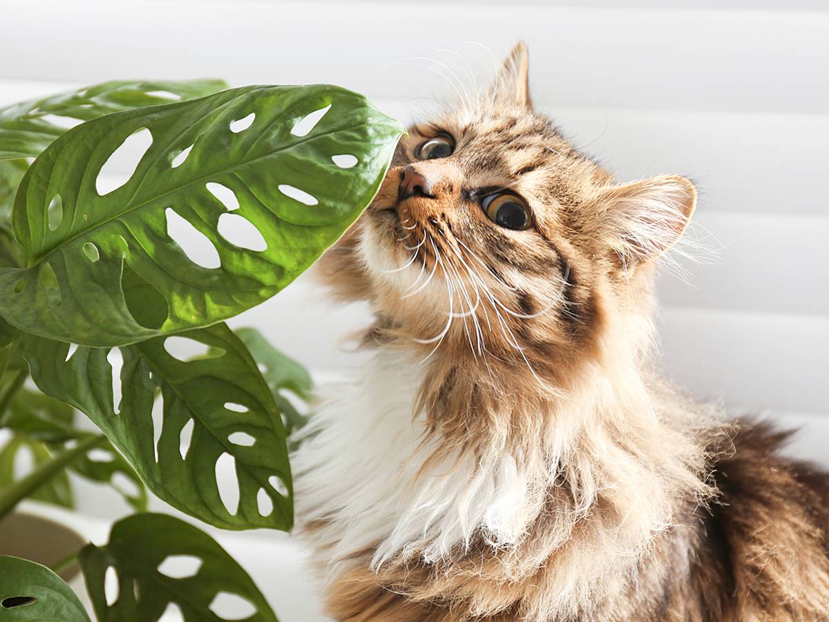 cat sniffing a plant