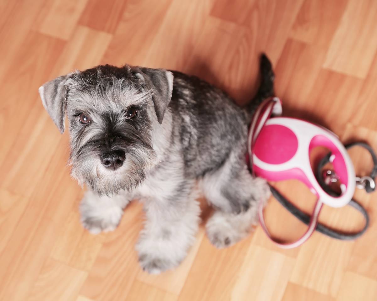 schnauzer with a retractable lead next to them