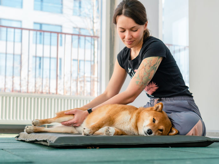 Woman with arm tattoos and wearing a black t-shirt stretching out the back legs of a Shiba Inu dog laying on a dark green mat