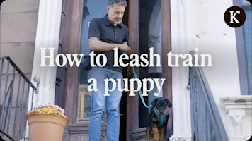 Simple Leash Training Tricks That Actually Work!