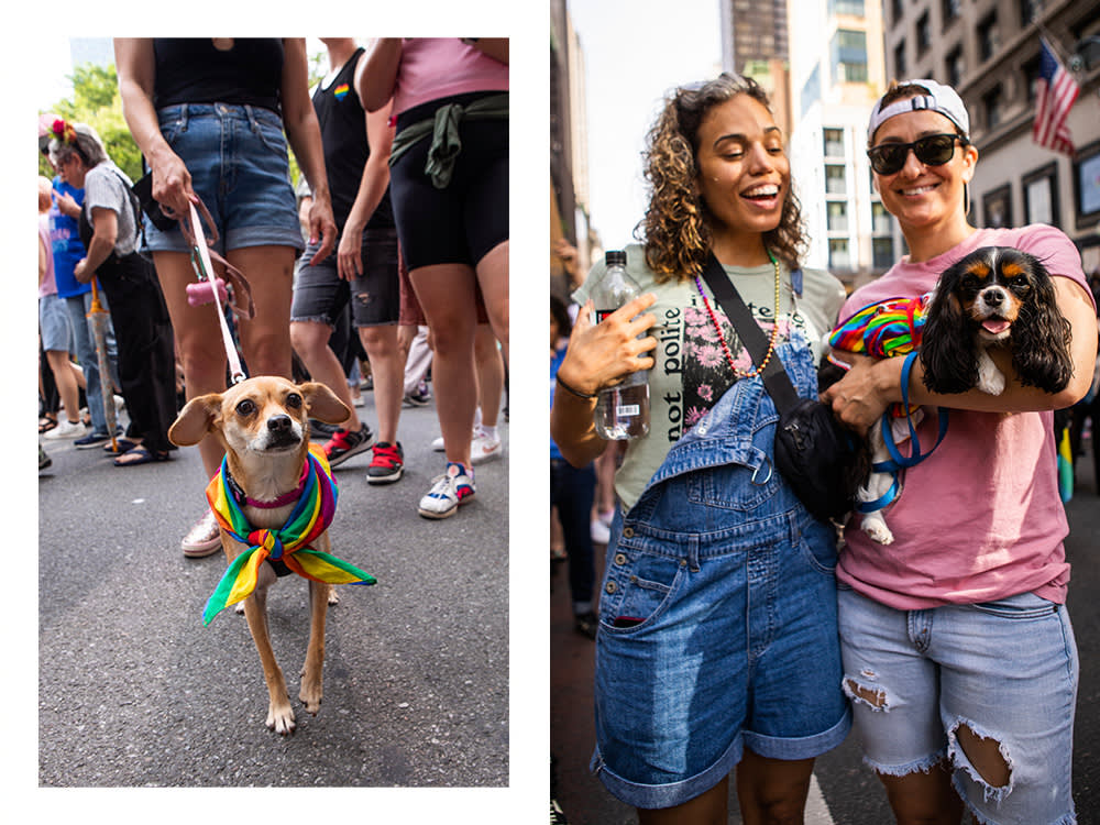 a dog in a rainbow bandana looks at the camera; two people smile and hold a dog