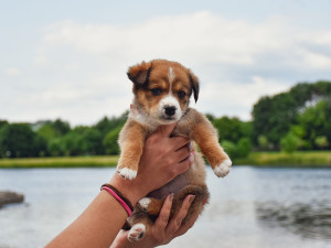 Two hands holding a very young tan and white puppy up in front of a lake landscape