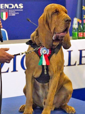 Italian 'hero' sniffer dog killed with nail-filled sausages.