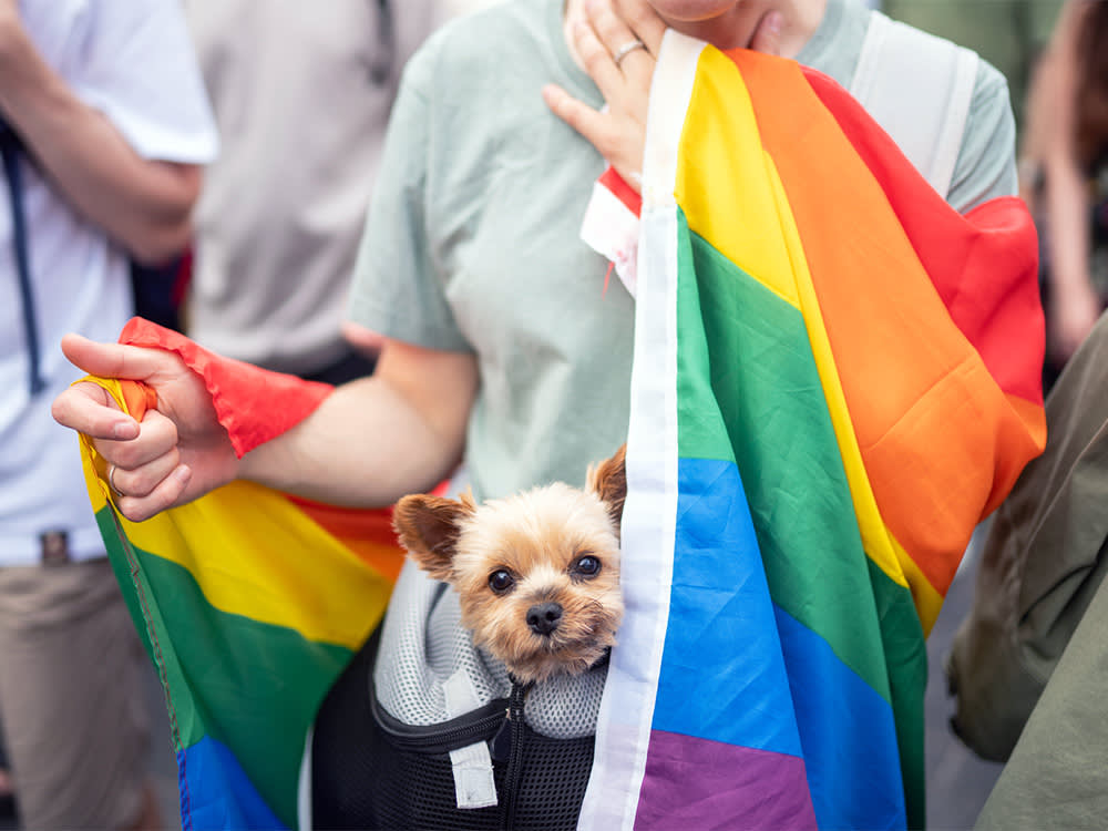 Anonymous Person With Dog Covered With Pride Flag.