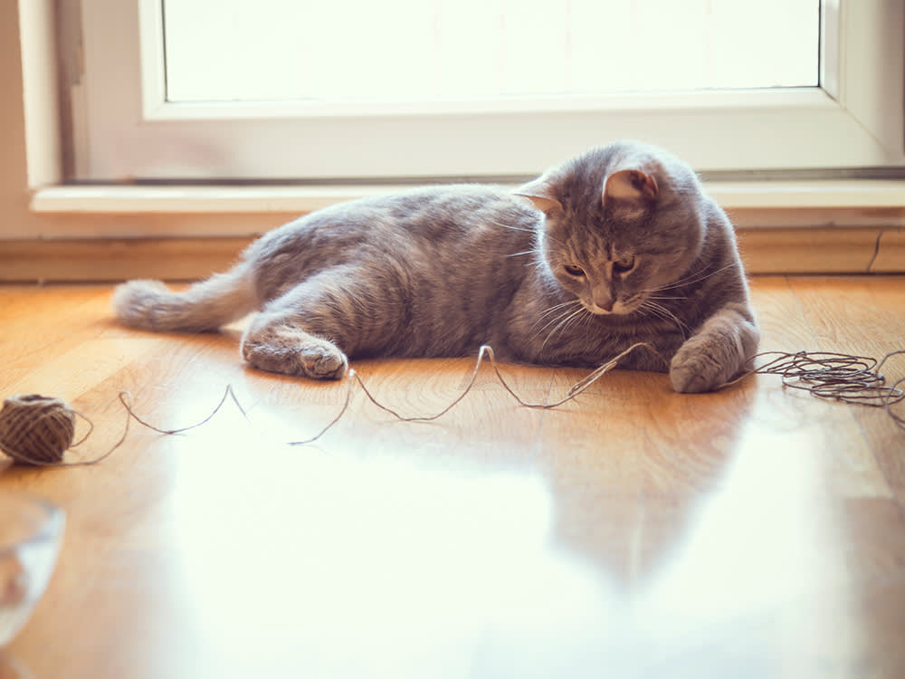 Beautiful playful tabby cat lying on the living room floor, playing with a ball of string.