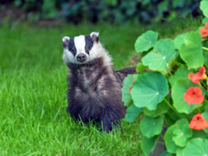 cute picture of a badger next to some red flowers