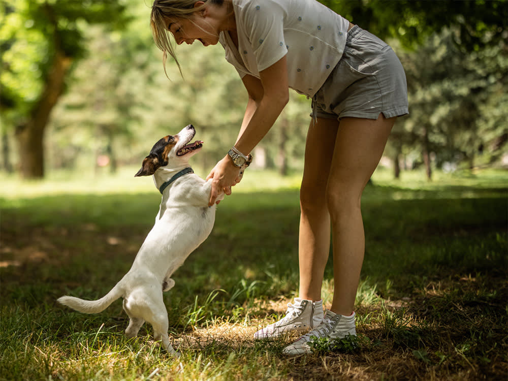 Beautiful young woman standing on grass area in park and playing with her dog.
