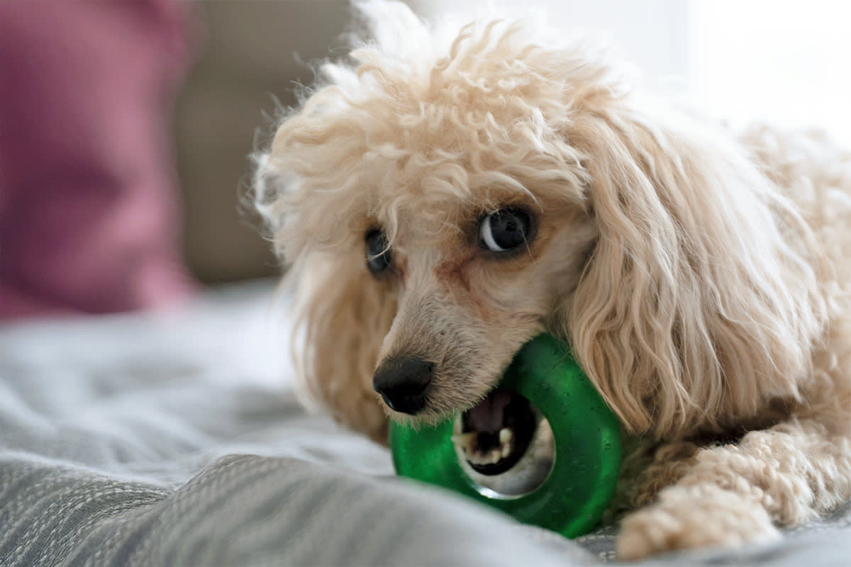 Dog chewing a plastic toy