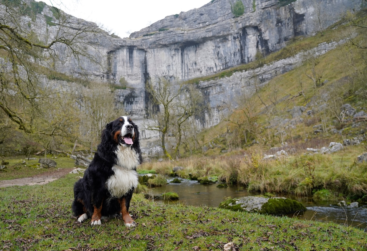 a picture of a saint bernard in the yorkshire dales