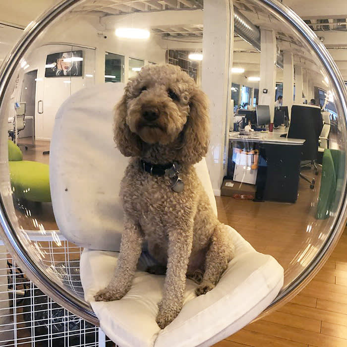 a dog poses in a bubble chair at Ecosystem co-working