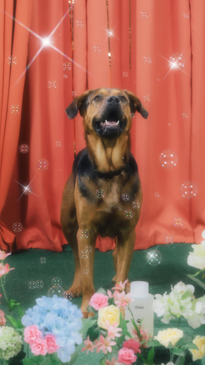 Dog in front of red curtain