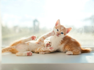 Two cute kittens playing. 