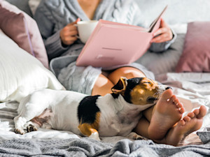 Cute dog sleeping at woman's feet in bed.