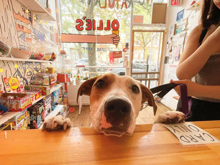pup at the counter of ollie's