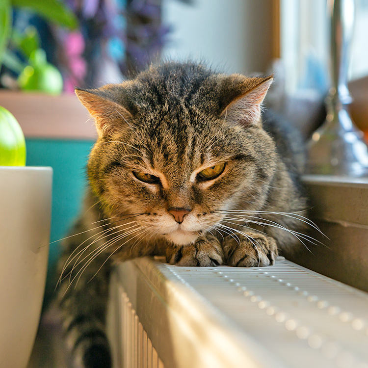 Cat growling at home.