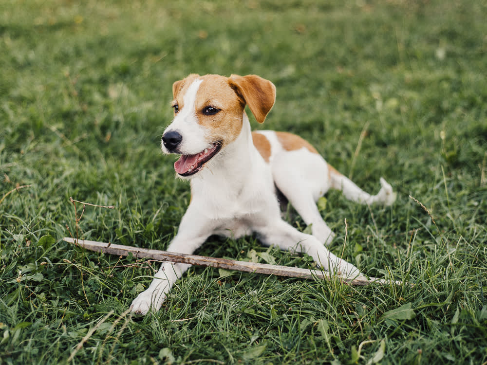 Dog sitting in the grass with a stick.