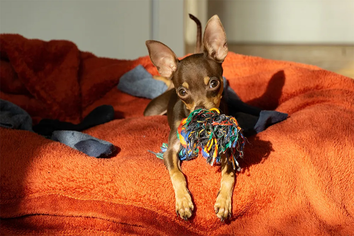 Dog cuddling person's clothes