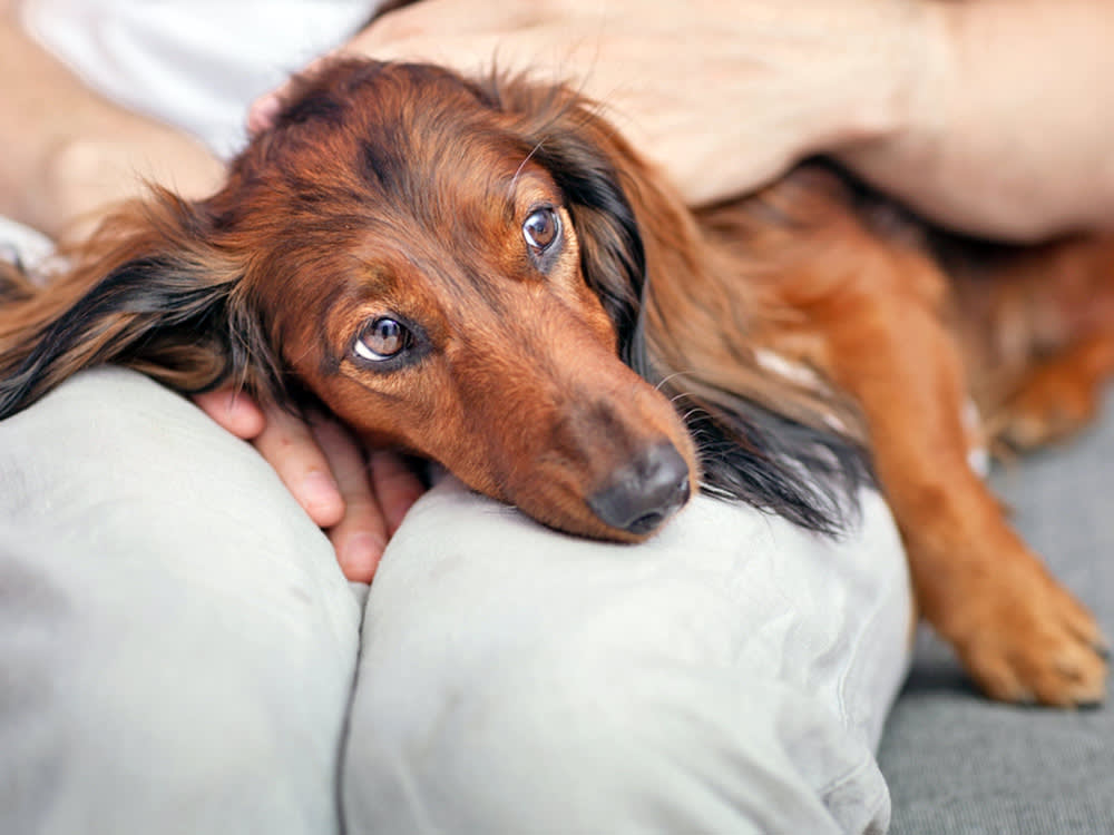 Sad Dachshund dog laying on someone's lap at home.
