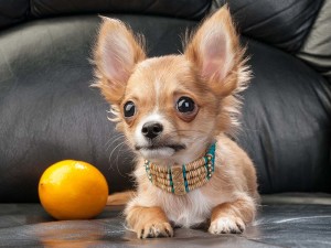 Chihuahua puppy wearing a native Indian necklace sitting next to a lemon