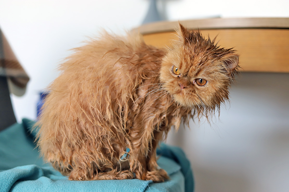 Cat being bathed