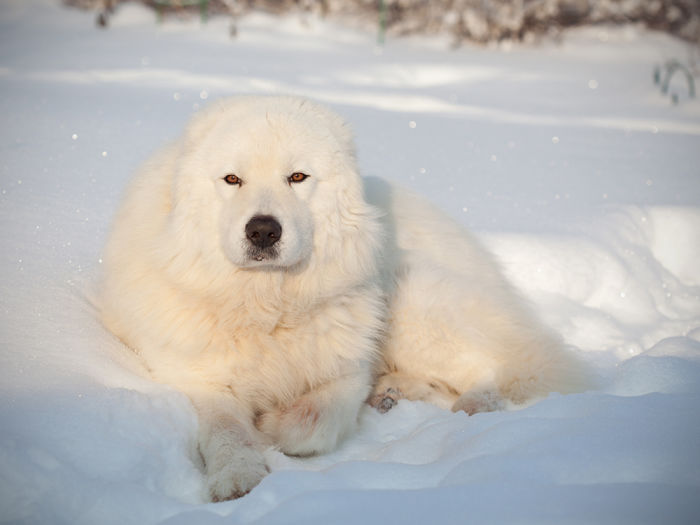 Maremma patrol dog laying in the snow