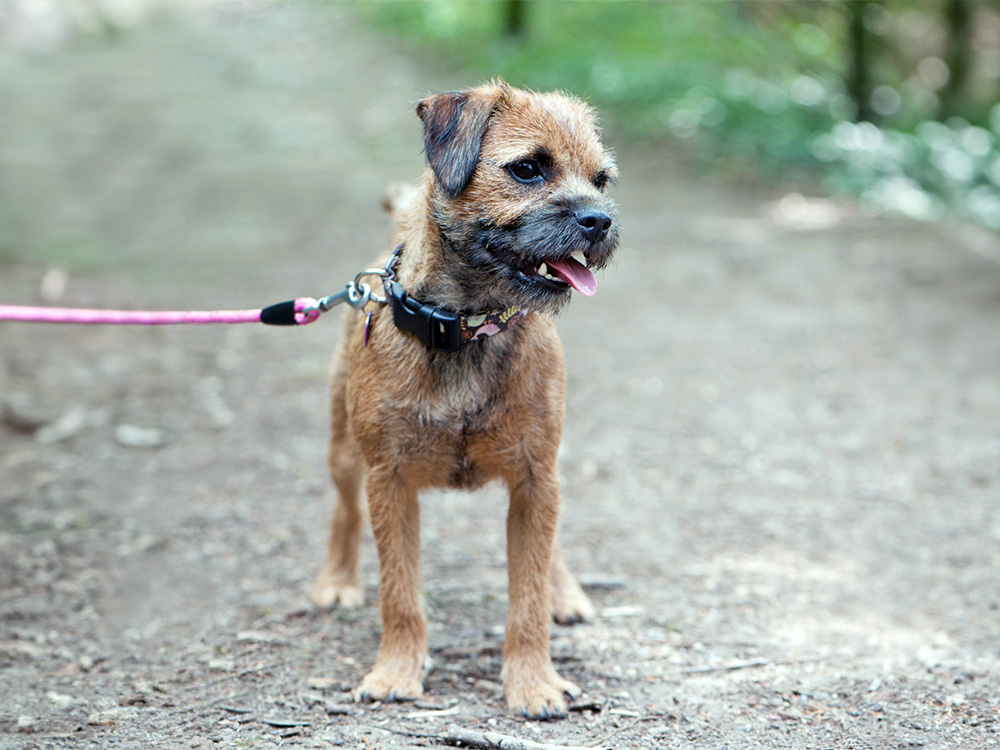 Border Terrier dog