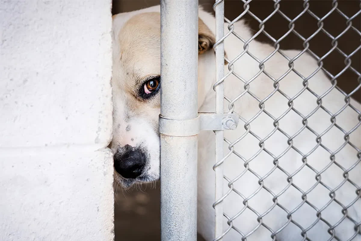 dog looking out behind fence