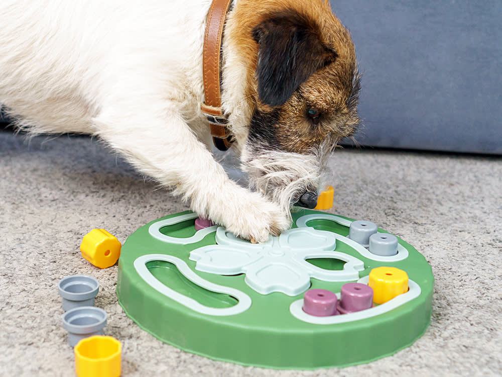 Dog playing with puzzle at home.