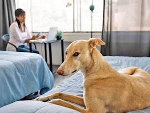 Dog looking at screen judgmentally