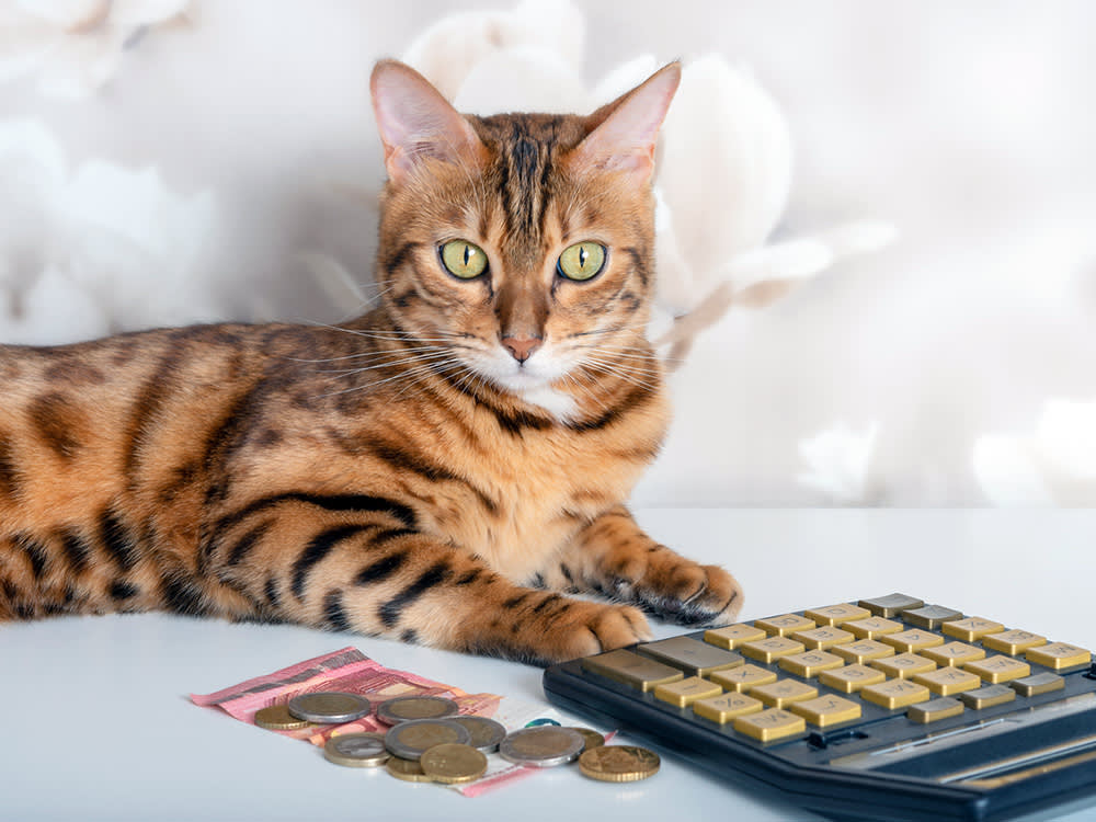 Bengal cat with a calculator, bills and coins on the background of the room.