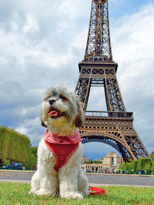a little white dog in a red harness poses in front of the Eiffel tower