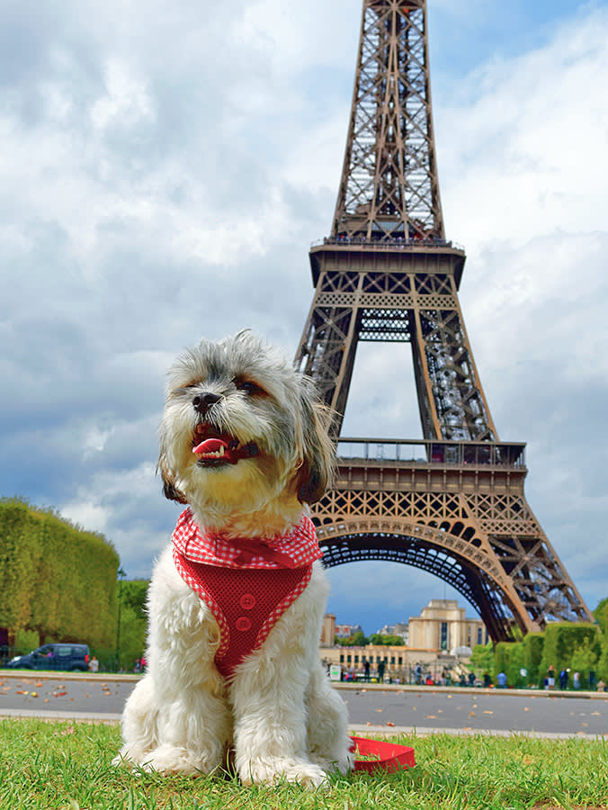 a little white dog in a red harness poses in front of the Eiffel tower