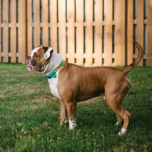Bulldog standing in the lawn in front of a plain wood Pickett fence