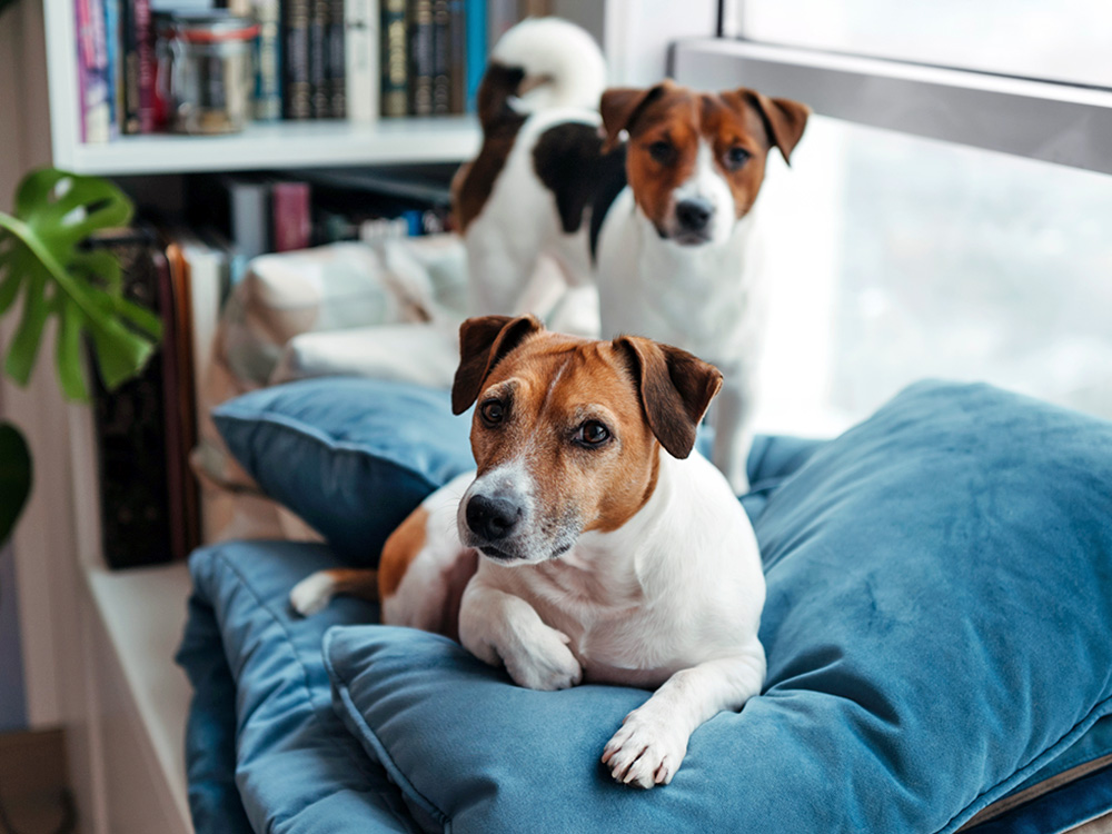 Two Jack Russell Terriers on some cushions