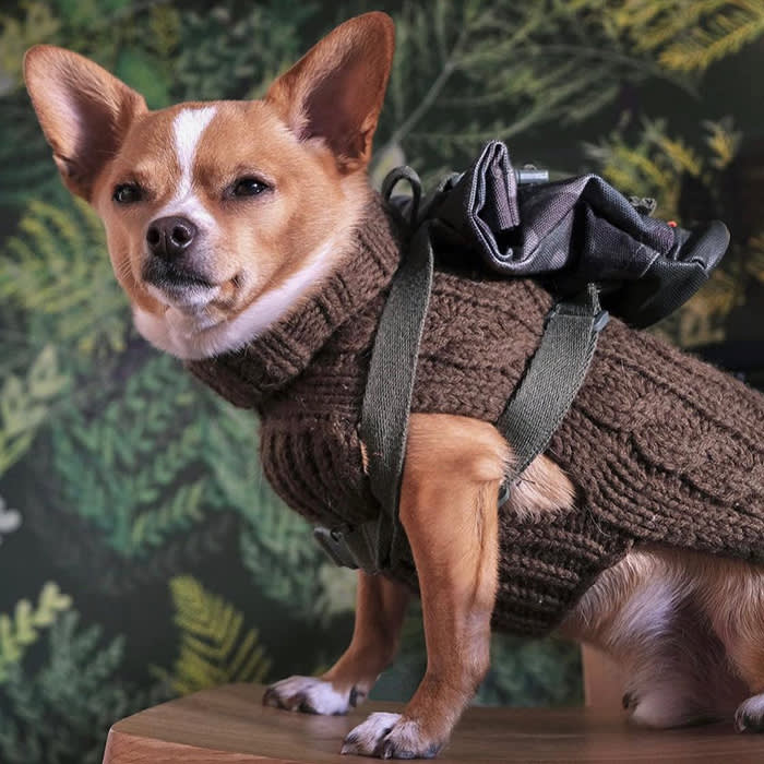 A Corgi mixed breed dog wearing a brown cable knit sweater and a backpack from Canine Styles
