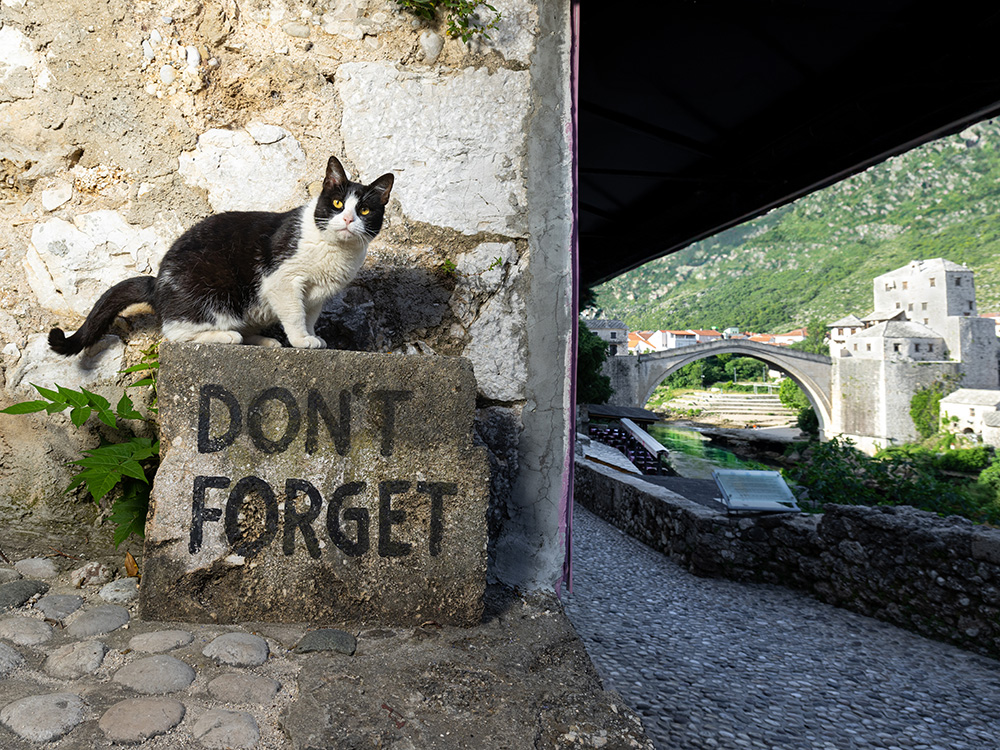 black-and-white cat near a sign that says "don't forget" in Bosnia